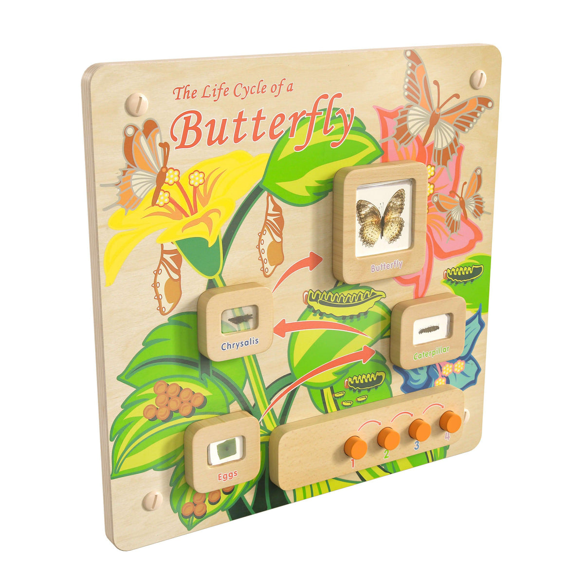 Commercial Grade STEAM Wall Wooden Butterfly Life Cycle Panel Board