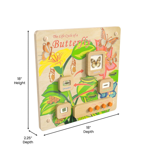 Commercial Grade STEAM Wall Wooden Butterfly Life Cycle Panel Board